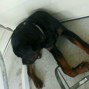 Meet your Posher, Hayle